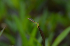 Ceriagrion coromandelianum