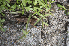 Gryllotalpa orientalis