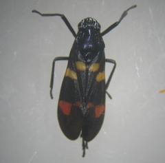 Callitettix versicolor