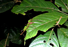 Pseudophasmatoidea