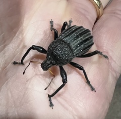 Psapharus ruficornis