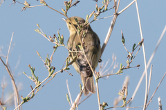 Phylloscopus
