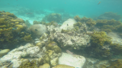 Myripristis violacea