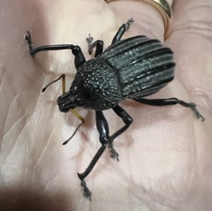 Psapharus ruficornis