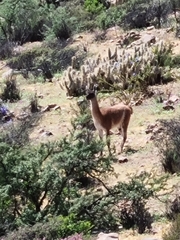 Lama guanicoe