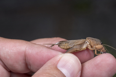 Gryllotalpa orientalis