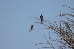 Cecropis abyssinica
