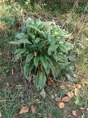 Golovinomyces sordidus