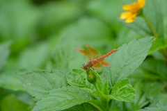 Brachythemis contaminata