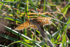 Melitaea cinxia