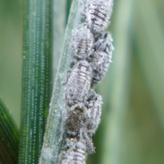 Schizolachnus pineti