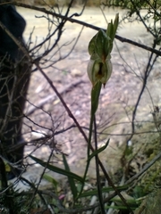 Pterostylis melagramma