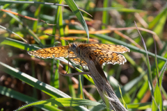 Melitaea cinxia
