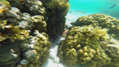 Sargocentron seychellense