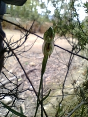 Pterostylis melagramma