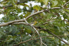Vireo flavifrons