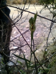 Pterostylis melagramma