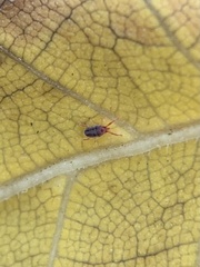 Trombidiformes