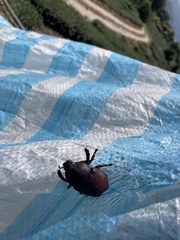 Trypoxylus dichotomus tsunobosonis