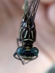 Stylurus notatus