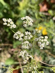Carum carvi