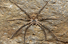 Heteropoda procera