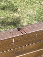 Sympetrum frequens