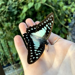Graphium eurypylus