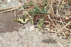 Papilio machaon