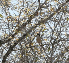 Laniarius ferrugineus