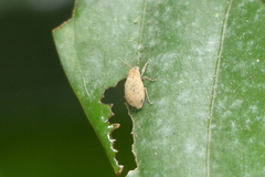 Entiminae