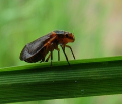 Phymatostetha deschampsi