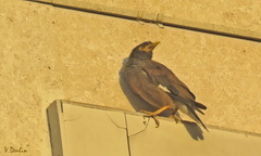 Acridotheres tristis