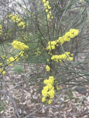 Acacia juncifolia