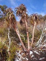 Dracophyllum traversii