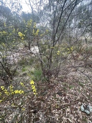 Acacia juncifolia