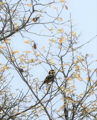 Laniarius ferrugineus