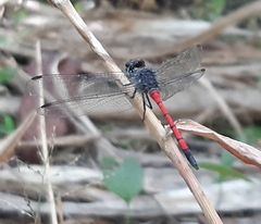 Agrionoptera insignis