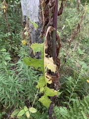 Lactuca biennis