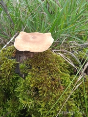 Polyporus tuberaster