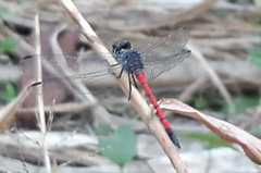 Agrionoptera insignis