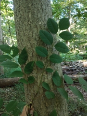 Phellodendron amurense