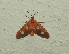 Dysauxes famula
