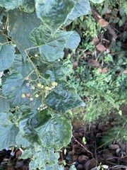 Ampelopsis glandulosa hancei