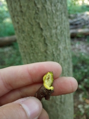 Phellodendron amurense