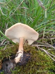 Polyporus tuberaster