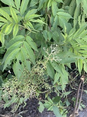 Sambucus javanica