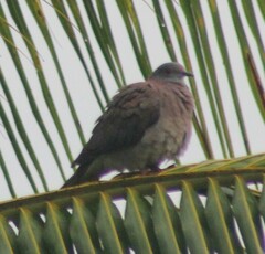 Patagioenas cayennensis