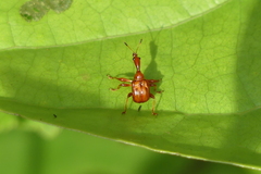 Apoderinae