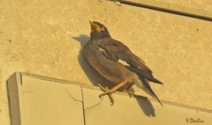 Acridotheres tristis